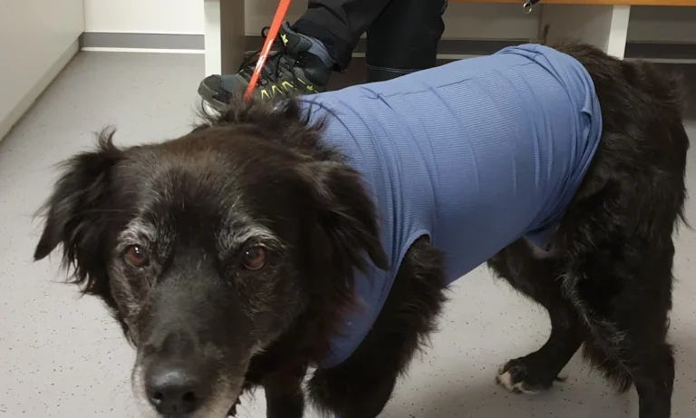 Tagesklinik für Kleintiere / Koch & Land