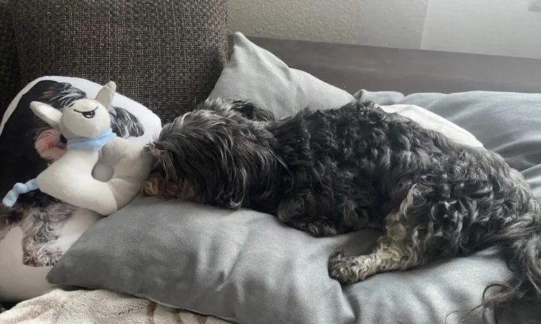 Tagesklinik für Kleintiere / Koch & Land