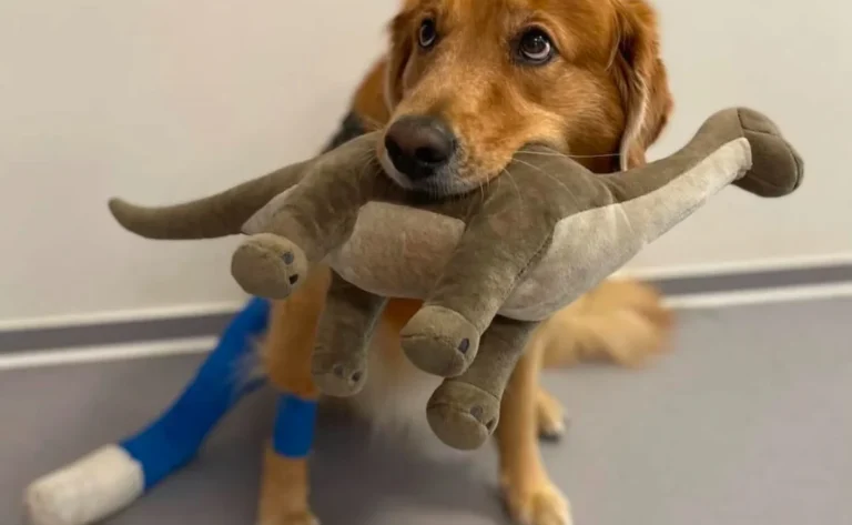 Tagesklinik für Kleintiere / Koch & Land