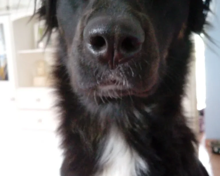 The Vet House Tierarztpraxis am Ring