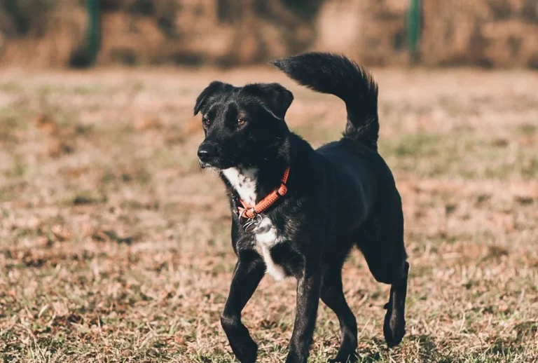 The Vet House Tierarztpraxis am Ring