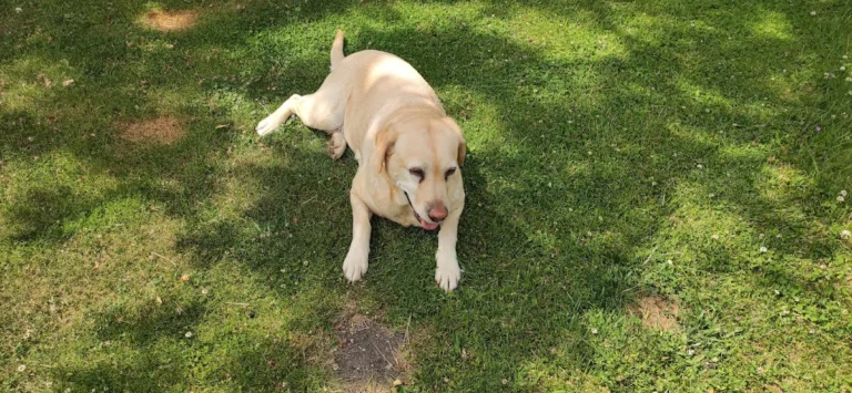 The Vet House Tierarztpraxis am Ring