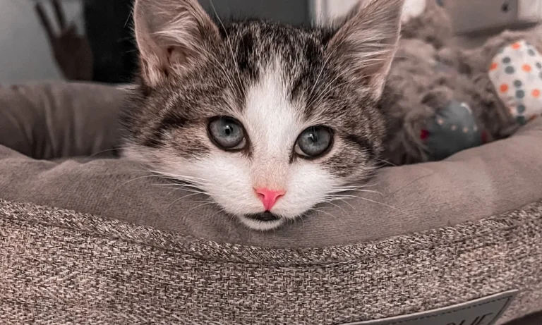 The Vet House Tierarztpraxis am Ring