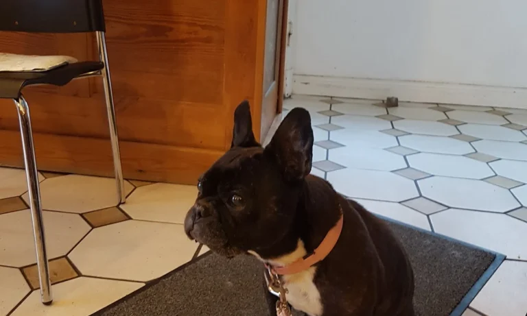 The Vet House Tierarztpraxis am Ring