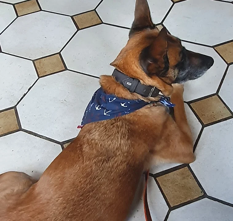 The Vet House Tierarztpraxis am Ring