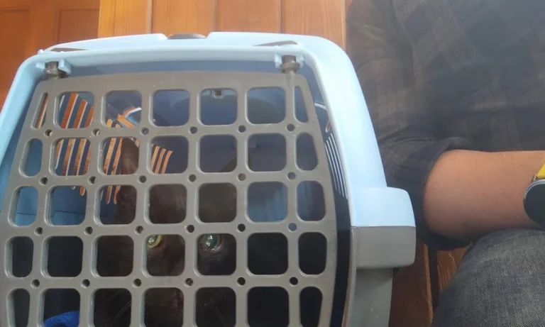 The Vet House Tierarztpraxis am Ring