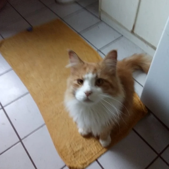 The Vet House Tierarztpraxis am Ring