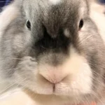 Thomas Gimpel Tierarzt