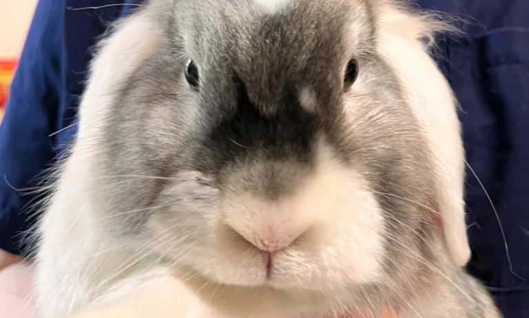 Thomas Gimpel Tierarzt