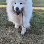 Tierambulatorium in Düsseldorf Prof. Dr. Sager/ Dr. Wingerning Tierärztliche Gem.-Praxis