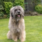 Tierarzt Aachen, Tierärztliches Zentrum für Chirurgie Dr. Kinzel Aachen