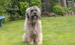 Tierarzt Aachen, Tierärztliches Zentrum für Chirurgie Dr. Kinzel Aachen