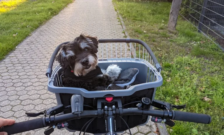 Tierarzt Aachen, Tierärztliches Zentrum für Chirurgie Dr. Kinzel Aachen