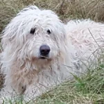 Tierarzt Aachen, Tierärztliches Zentrum für Chirurgie Dr. Kinzel Aachen