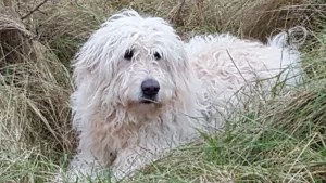 Tierarzt Aachen, Tierärztliches Zentrum für Chirurgie Dr. Kinzel Aachen