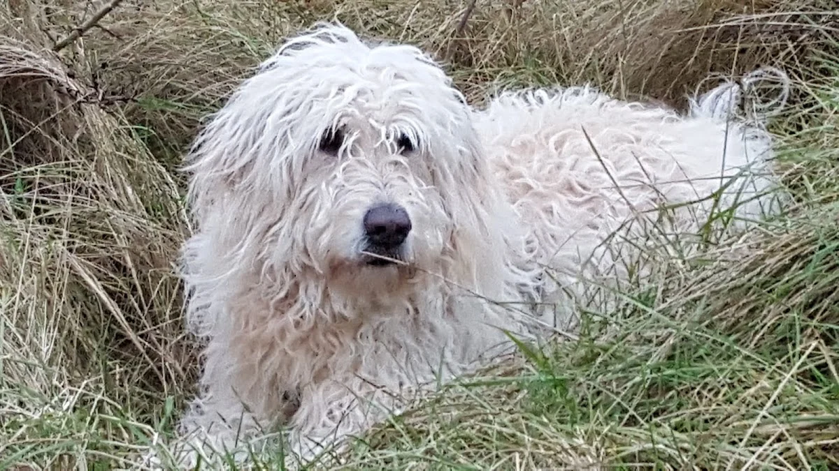 Tierarzt Kleintierpraxis Dr. Franziska Eschricht Aachen