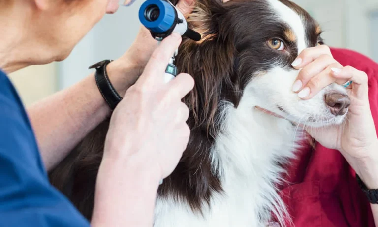 Tierarzt Aachen, Tierärztliches Zentrum für Chirurgie Dr. Kinzel Aachen