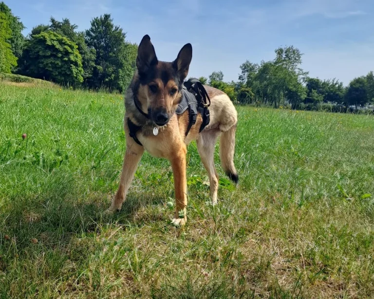 Tierarzt Aachen, Tierärztliches Zentrum für Chirurgie Dr. Kinzel Aachen