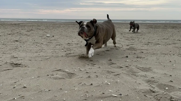Tierarzt Aachen, Tierärztliches Zentrum für Chirurgie Dr. Kinzel Aachen