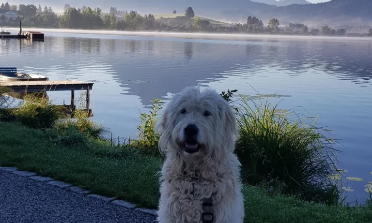 Tierarzt Aachen, Tierärztliches Zentrum für Chirurgie Dr. Kinzel Aachen
