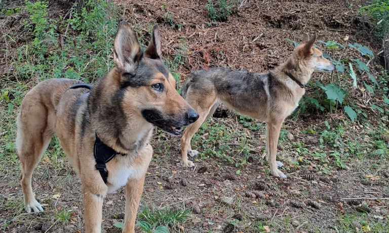 Tierarzt Aachen, Tierärztliches Zentrum für Chirurgie Dr. Kinzel Aachen