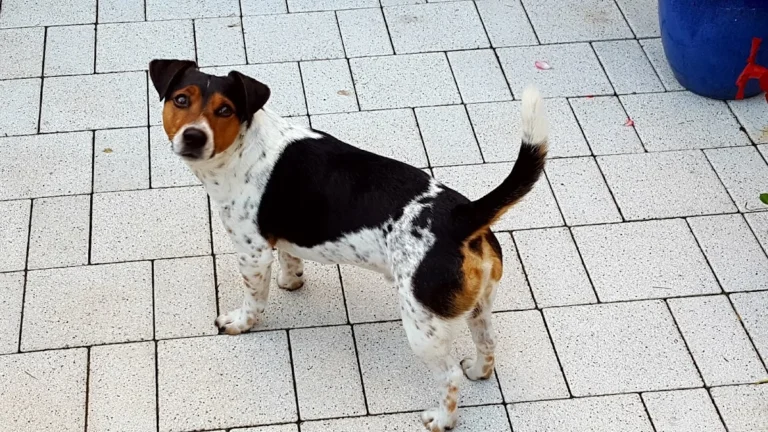 Tierarzt Aachen, Tierärztliches Zentrum für Chirurgie Dr. Kinzel Aachen