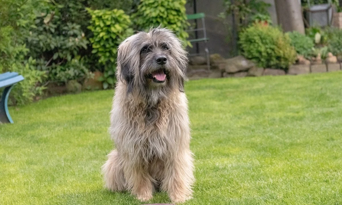 Tierarzt Tierärztliches Zentrum für Chirurgie Dr. Kinzel Aachen Aachen