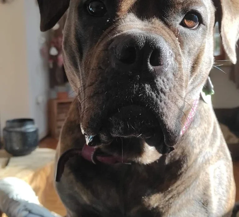 Tierarzt Bergedorf - Vetzentrum