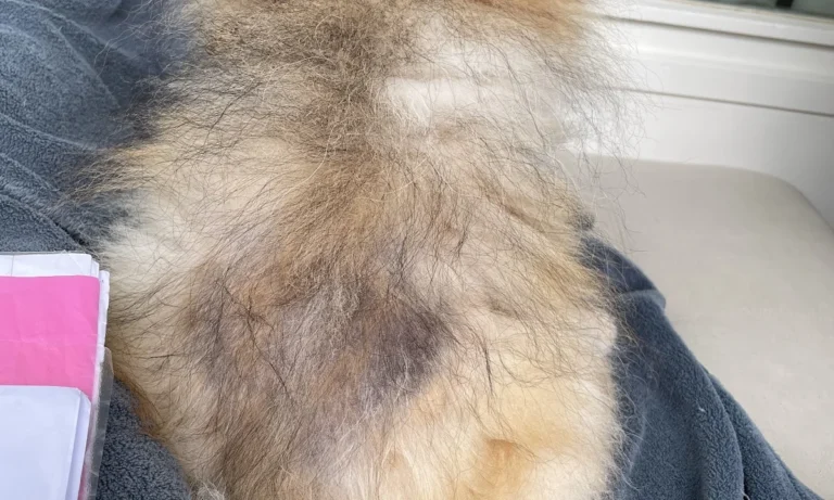 Tierarzt Bergedorf - Vetzentrum