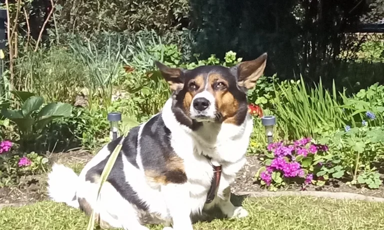 Tierarzt Bergedorf - Vetzentrum