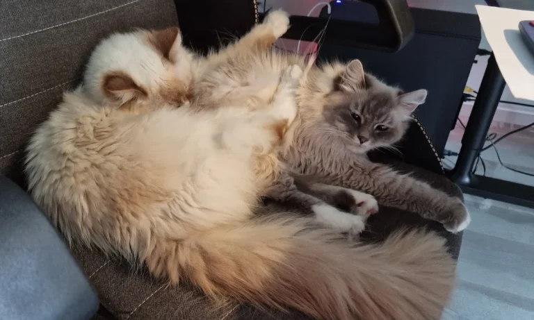 Tierarzt Bergedorf - Vetzentrum