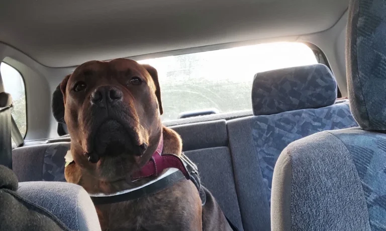 Tierarzt Bergedorf - Vetzentrum