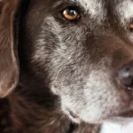 Tierarzt Claudia Ernst