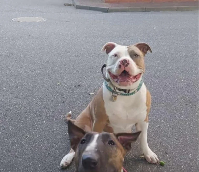 Tierarzt Frank Albrecht