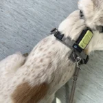 Tierarzt Hamburg Bergedorf, Bergedorfer Kleintierpraxis