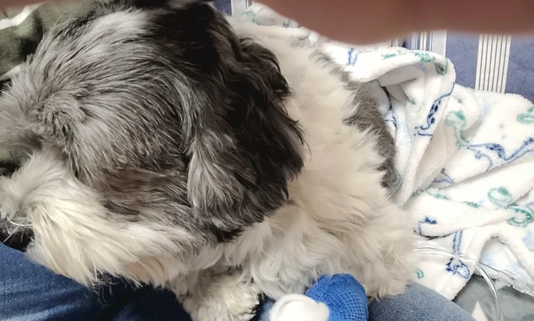 Tierarzt Hamburg Bergedorf, Bergedorfer Kleintierpraxis