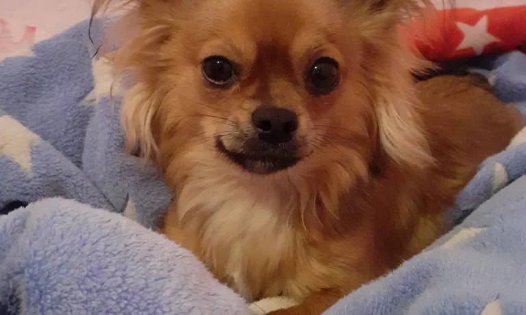 Tierarzt Hamburg Bergedorf, Bergedorfer Kleintierpraxis