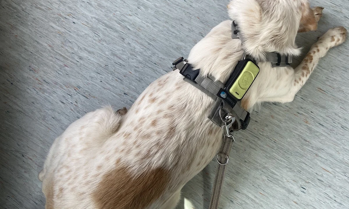 Tierarzt Tierarzt Hamburg Bergedorf, Bergedorfer Kleintierpraxis Hamburg