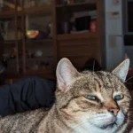 Tierarzt Hans Peter Bast