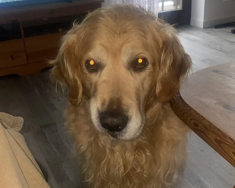 Tierarzt Hans Peter Bast