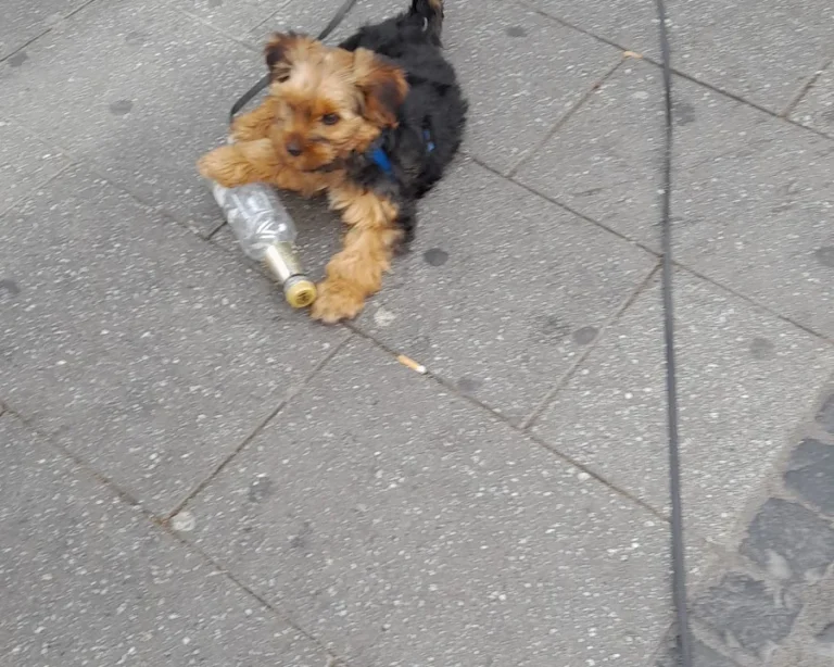 Tierarzt Hans Peter Bast