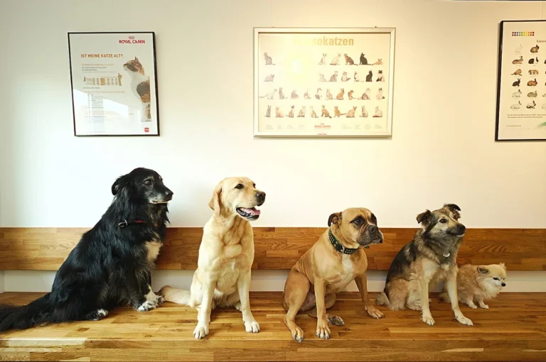 Tierarzt Kiel, Kleintierpraxis Dr. Melfsen-Jessen