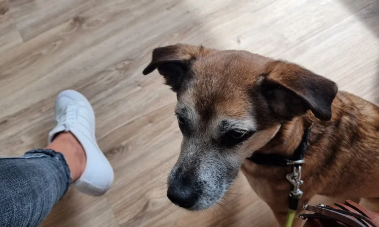 Tierarzt Kiel, Kleintierpraxis Dr. Melfsen-Jessen