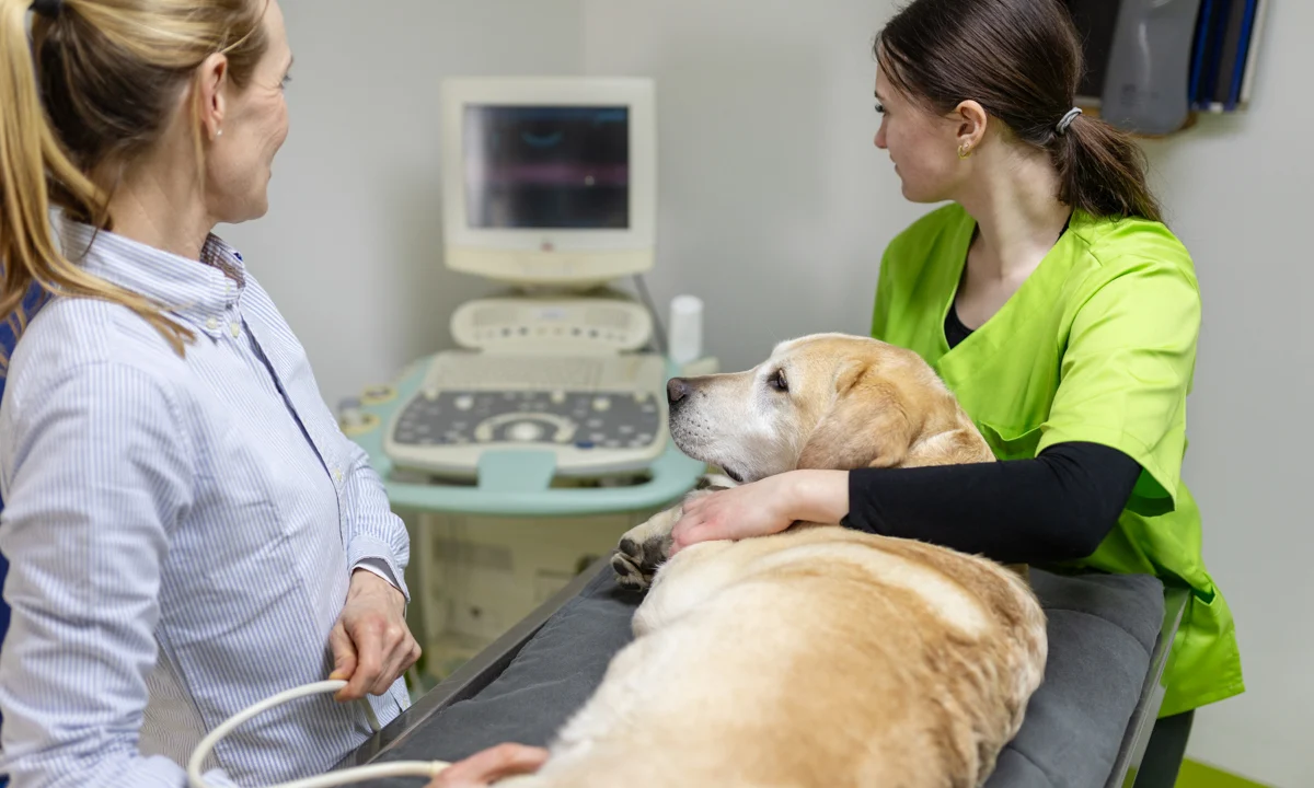 Tierarzt Tierarzt Kiel, Kleintierpraxis Dr. Melfsen-Jessen Kiel