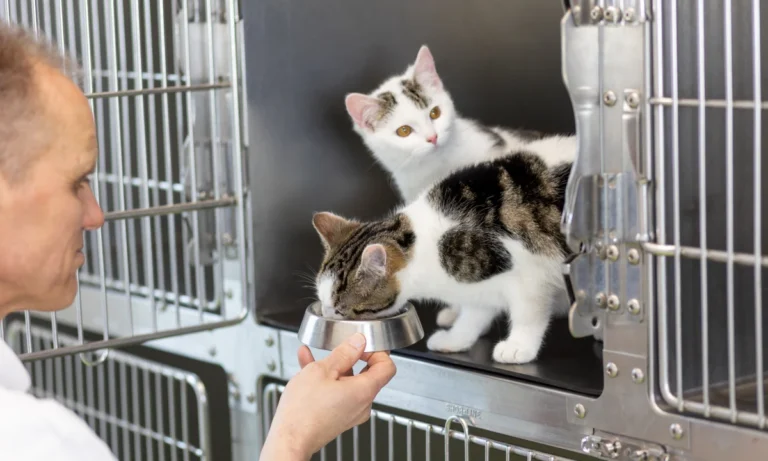 Tierarzt Kiel, Kleintierpraxis Dr. Melfsen-Jessen