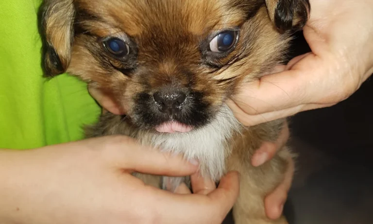 Tierarzt Kiel, Kleintierpraxis Dr. Melfsen-Jessen