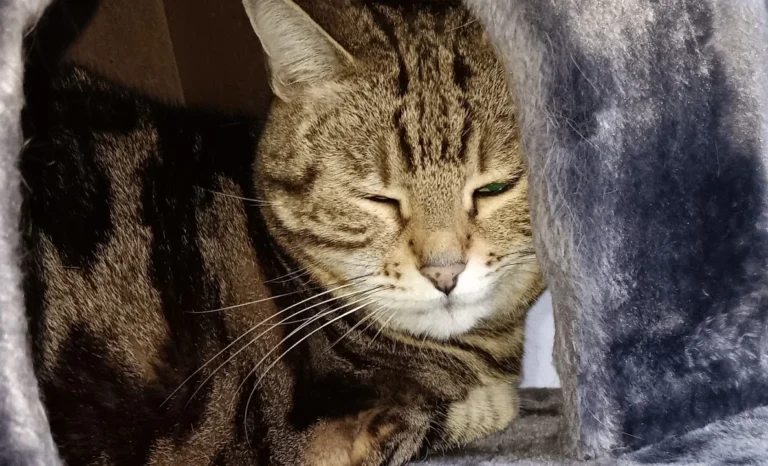 Tierarzt Köln Rodenkirchen S.Pulheim