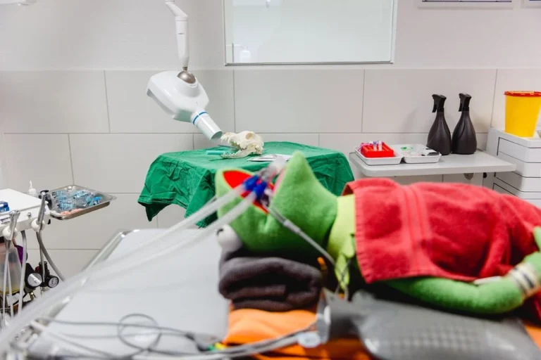 Tierarzt Köln Rodenkirchen S.Pulheim