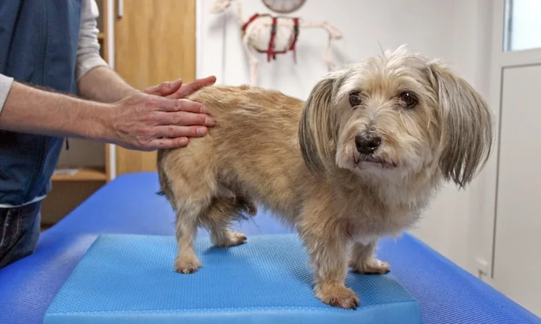 Tierarzt Maximilian Welter - Manualtherapie für Pferd & Hund