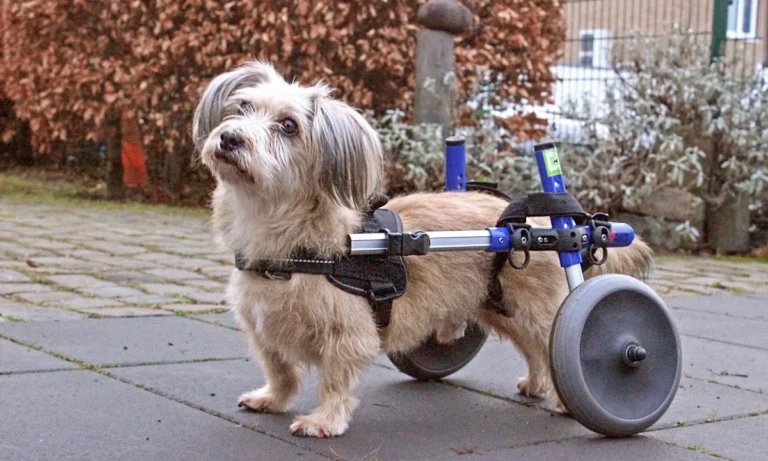 Tierarzt Maximilian Welter - Manualtherapie für Pferd & Hund